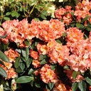 Rhododendron "Orange Flirt" 30-40cm INKARHO®