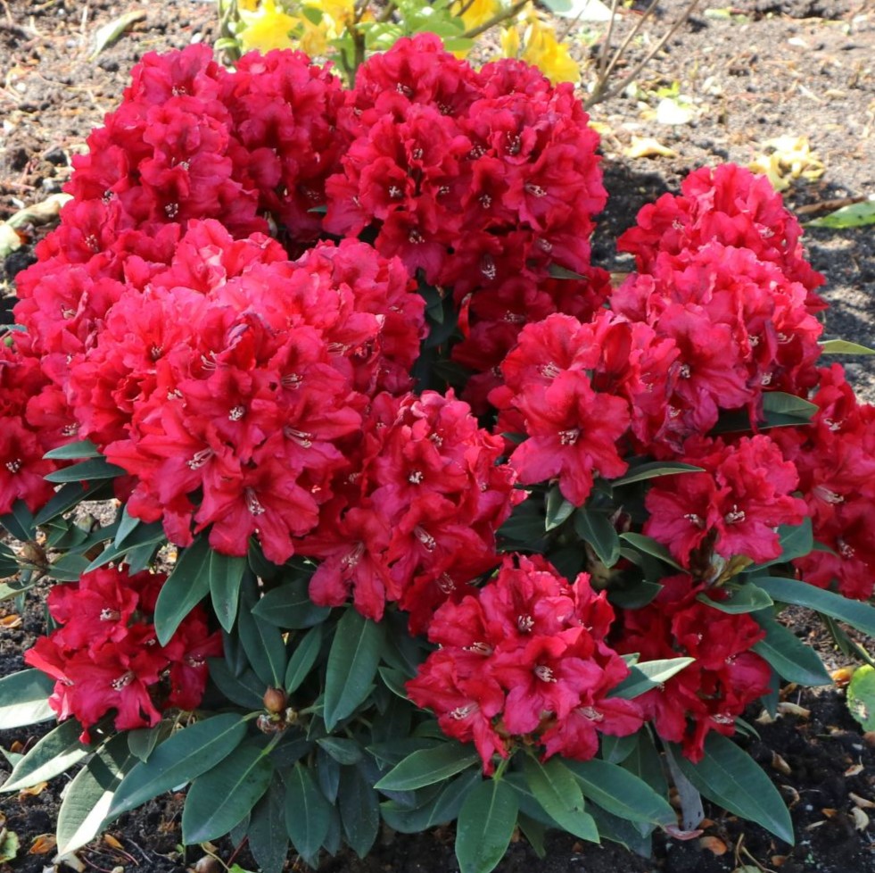 Rhododendron "Rabatz"® 30-40cm