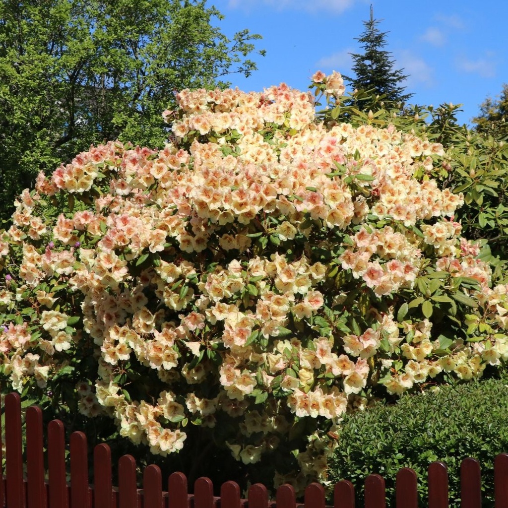 Rhododendron "Viscy" 30-40cm