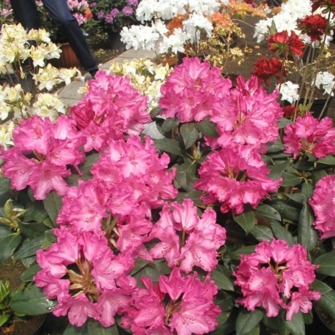 Rhododendron "Walküre"® 40-50cm
