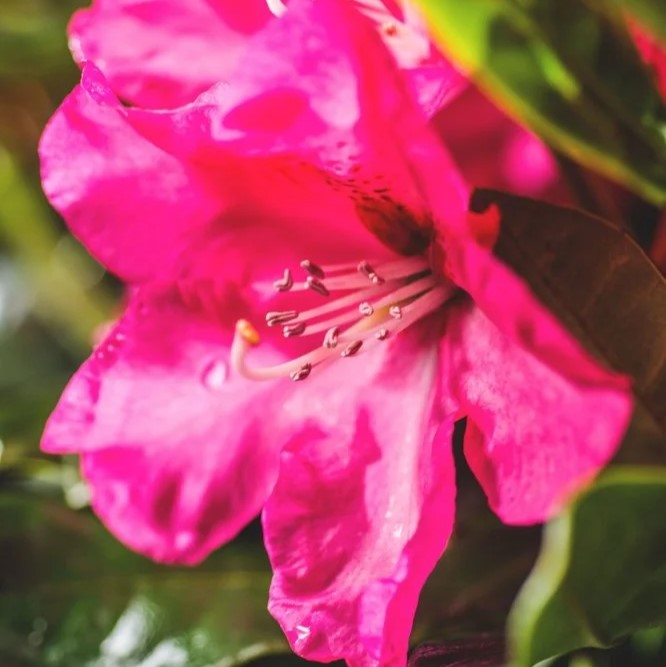 Rhododendron "Veronika" 30-40cm