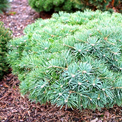 Abies concolor 'Mike Stern_1'.jpg