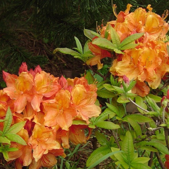 Sommergrüne Azalee "Goldköpfchen" 40-50cm