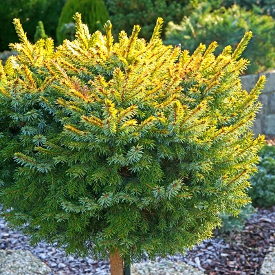 Picea omorika 'Peve Tijn_1'.jpg