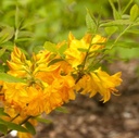 Sommergrüne Azalee "Sonnenstar" 40-50cm
