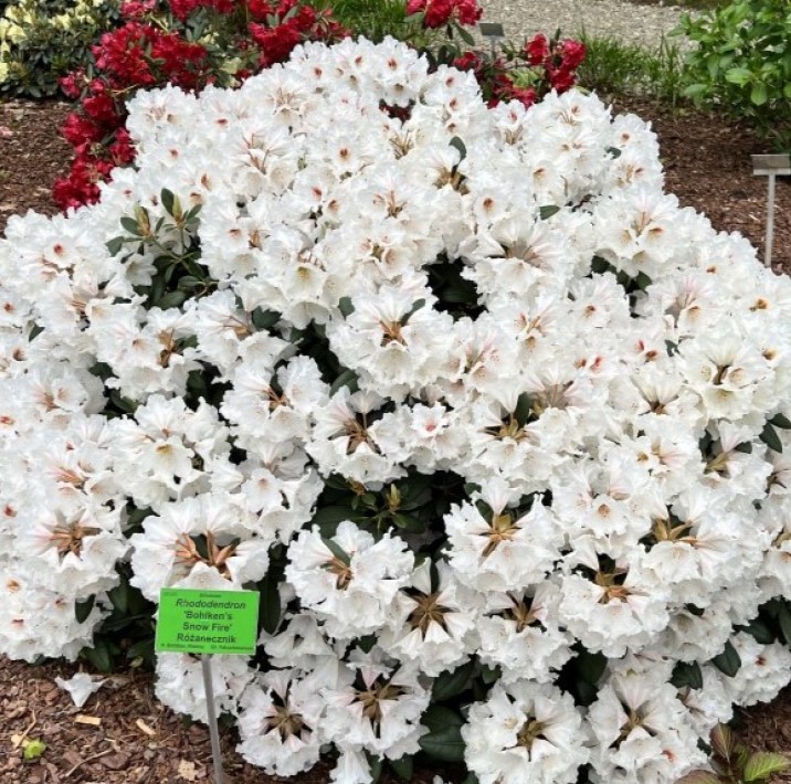 Rhododendron "Bohlken's Snow Fire" 20-25cm