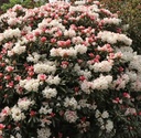 Rhododendron "Edelweiß" 60-70cm