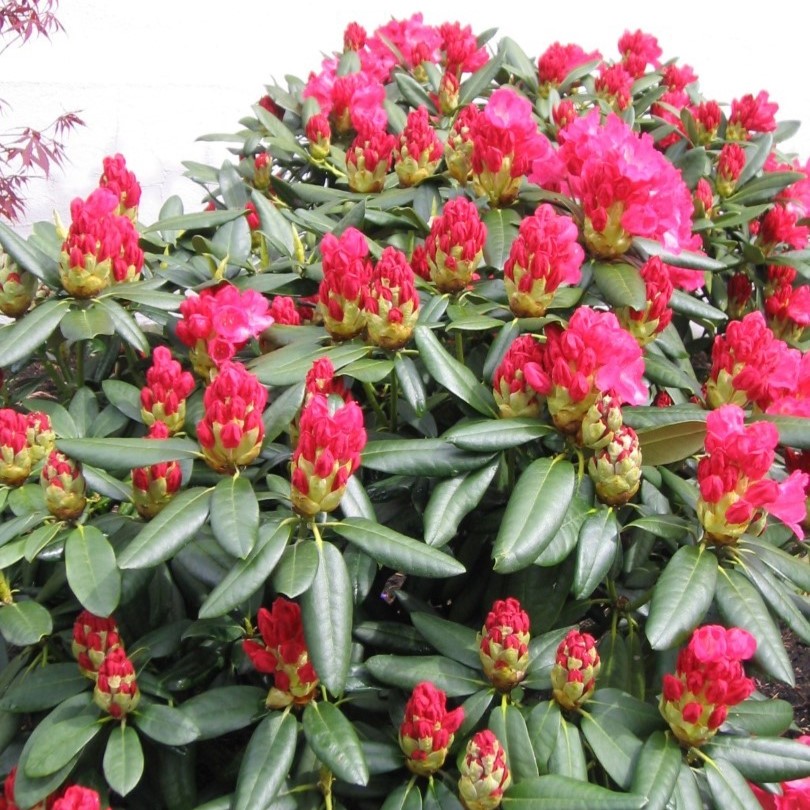 Rhododendron "Fantastica" 60-70cm