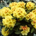 Rhododendron "Goldprinz" 25-30cm