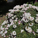 Rhododendron "Koichiro Wada" 25-30cm