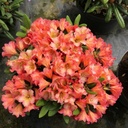 Rhododendron "Lullaby"
