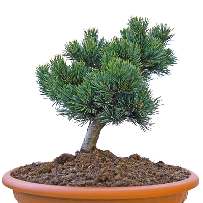 Pinus parviflora Kin po vorn.png