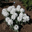 Rhododendron "Schneekrone" 70-80cm