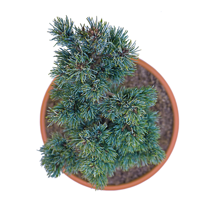 Pinus parviflora Kin po oben.png