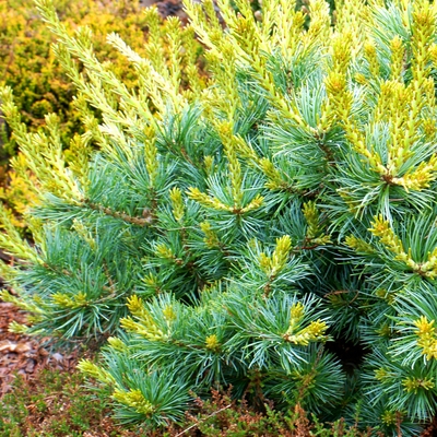 Pinus parviflora 'Kiomatsu'_1.jpg