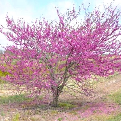 Judasbaum - Cercis canadensis "Pink Pom Poms" 200-225cm