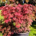 Schlitzahorn - Acer palmatum 'Inaba-shidare' 60-80cm