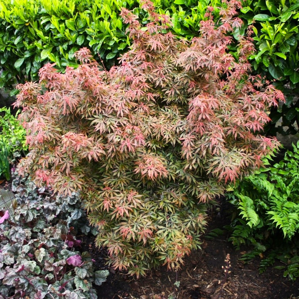 Fächer-Ahorn - Acer palmatum 'Jerre Schwartz' 100-125cm