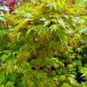 Fächer-Ahorn - Acer palmatum 'Sangokaku' 100-125cm