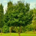 Feld-Ahorn (Acer campestre) 8-10 45l
