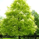 Spitz-Ahorn - Acer platanoides 'Drummondii' 45l
