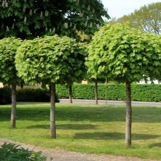 Kugel-Ahorn - Acer platanoides 'Globosum' 150cm