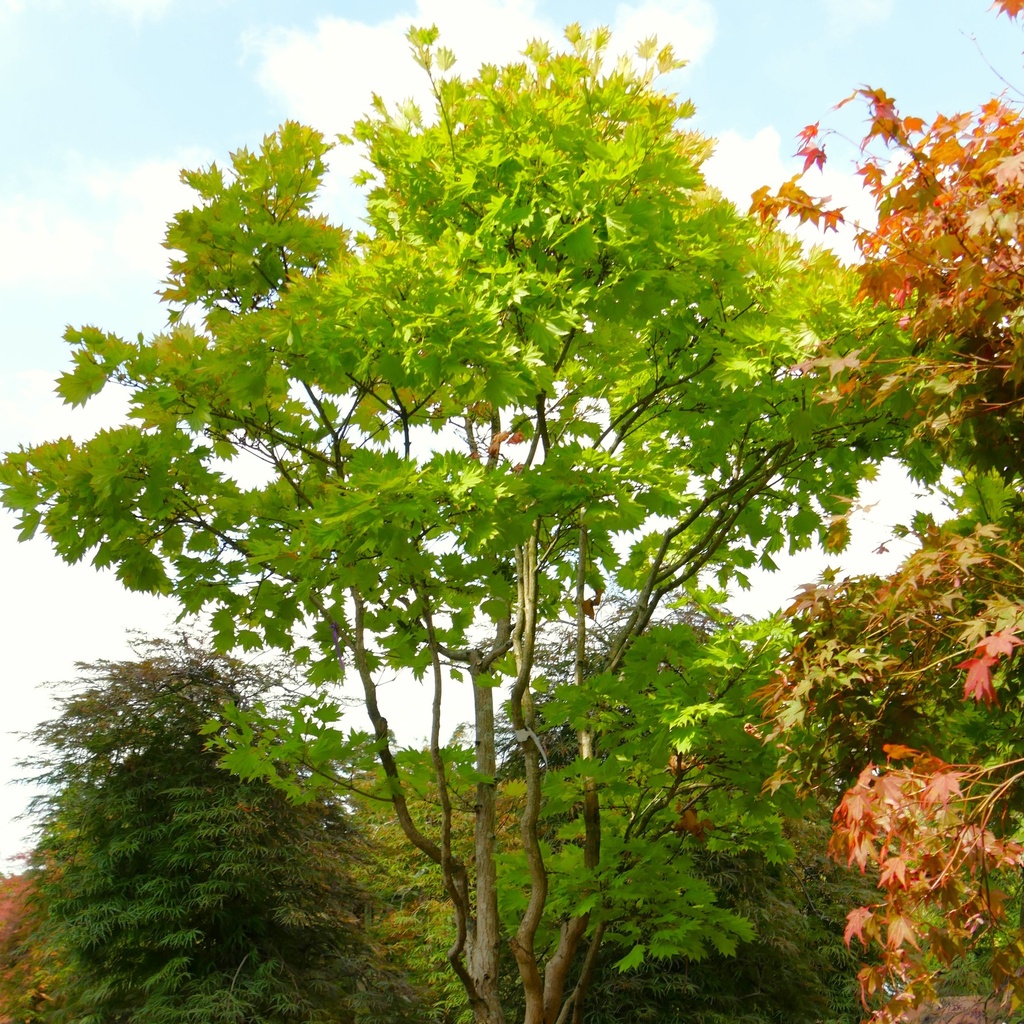 Japanischer Gold-Ahorn - Acer shirasawanum 'Aureum' 60-80cm