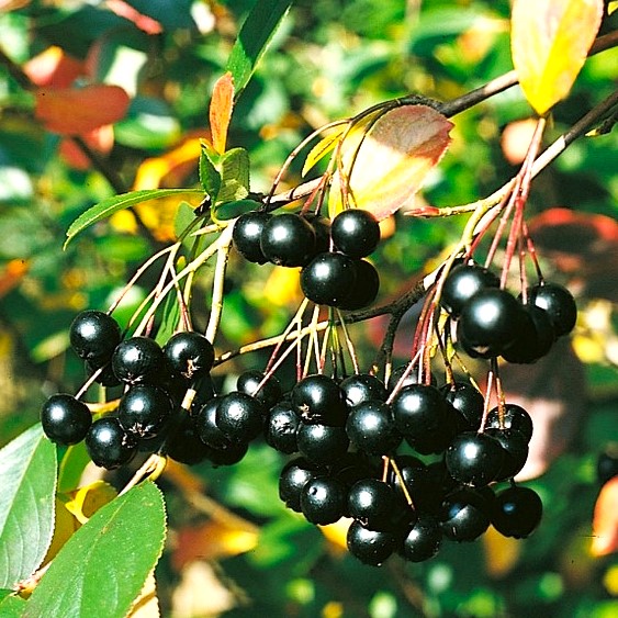 Apfelbeere - Aronia prunifolia 'Nero' 40-50cm