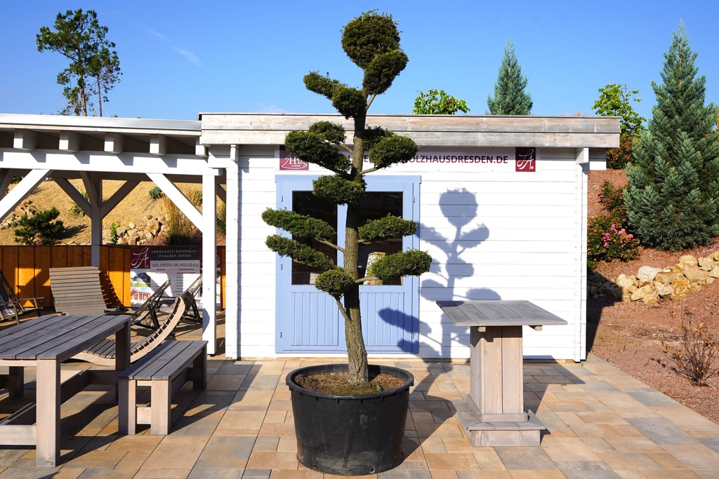 Carolina Hemlocktanne - Tsuga caroliniana #Bonsai