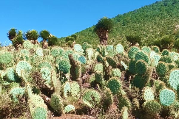 Mexican Salsa und Kaktusessen - Kulinarik mit mexikanischem Flair - 17. August 2025 Tagesticket VIP