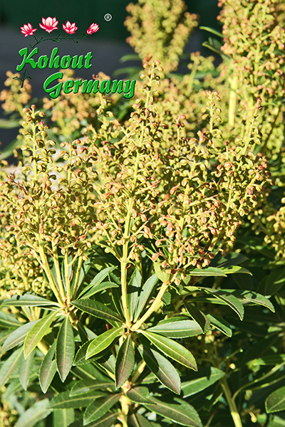 Schattenglöckchen - Pieris japonica 'Debutante'