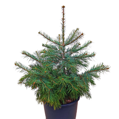 Coloradotanne - Abies concolor- Coloradotanne silber/grün- nadelig 125cm