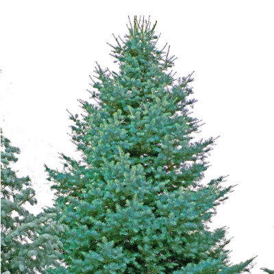 Coloradotanne - Abies concolor- Coloradotanne silber/grün- nadelig