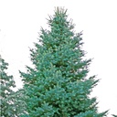 Coloradotanne - Abies concolor- Coloradotanne silber/grün- nadelig