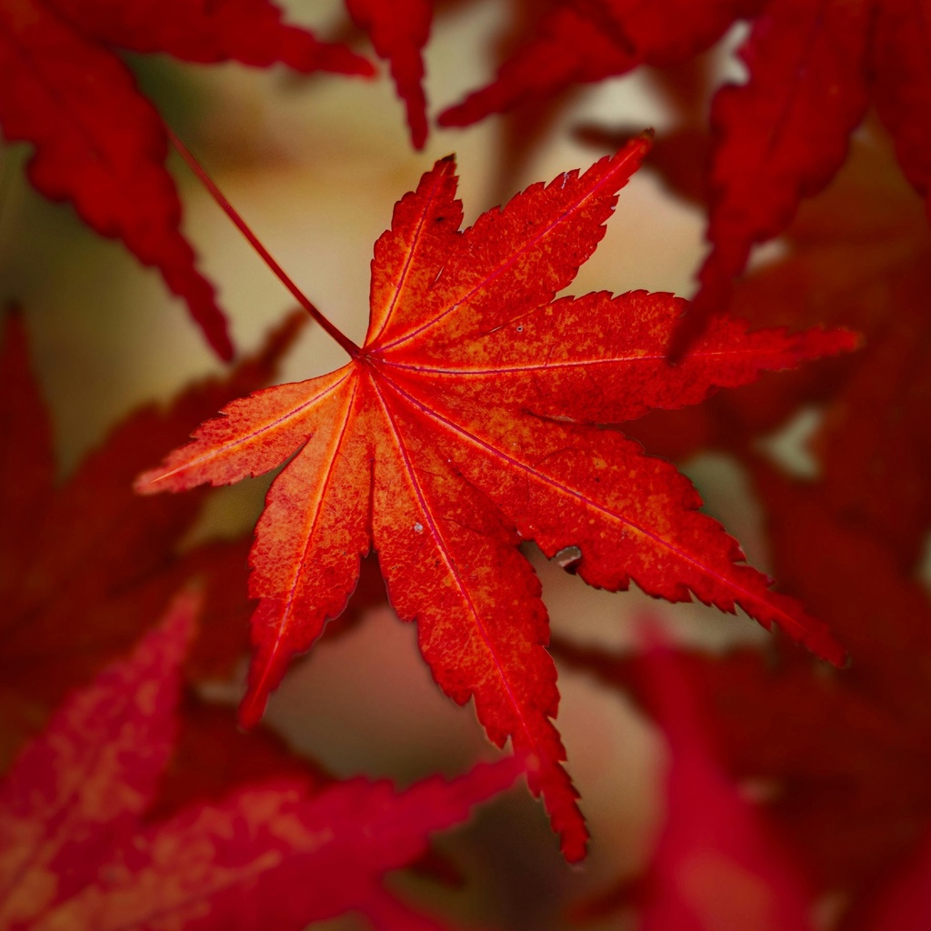 Blut-Ahorn - Acer platanoides 'Crimson Sentry'