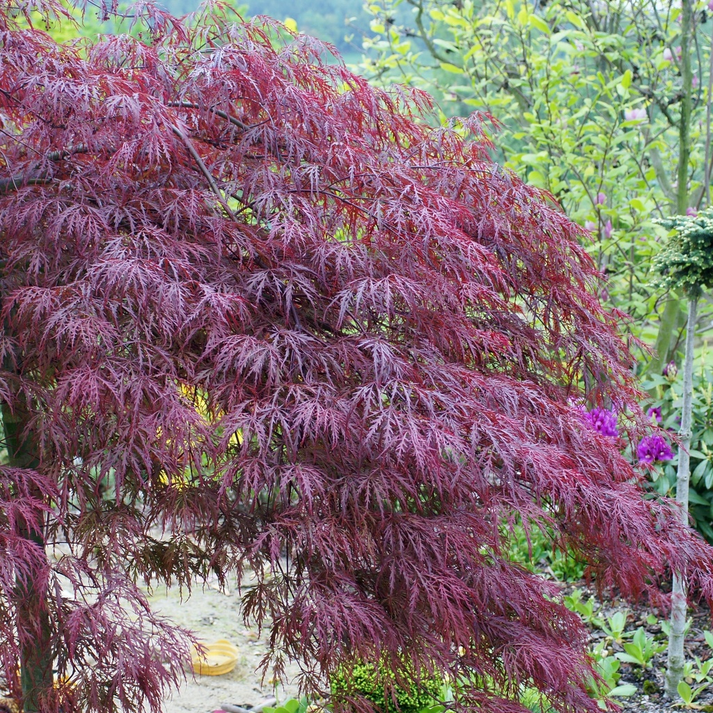 Schlitzahorn - Acer palmatum 'Dissectum Garnet'