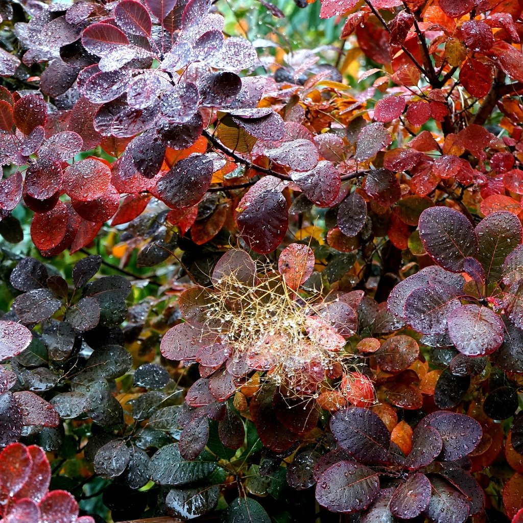 Roter Perückenstrauch - Cotinus coggygria 'Royal Purple'