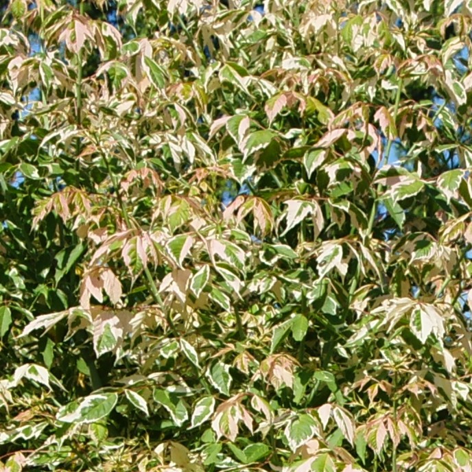 Buntblättriger Eschen-Ahorn - Acer negundo 'Flamingo'