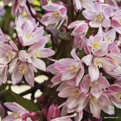 Deutzie / Maiblumenstrauch / Sternchenstrauch Proven Winners ® - Deutzia x hybrida Proven Winners ® 'Yuki Cherry Blossom' ®