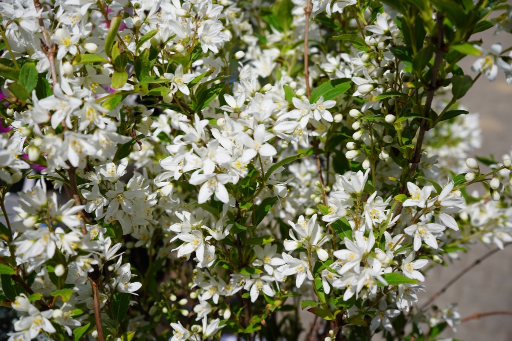 Deutzie / Maiblumenstrauch / Sternchenstrauch Proven Winners ® - Deutzia x hybrida Proven Winners ® 'Yuki Snowflake'®