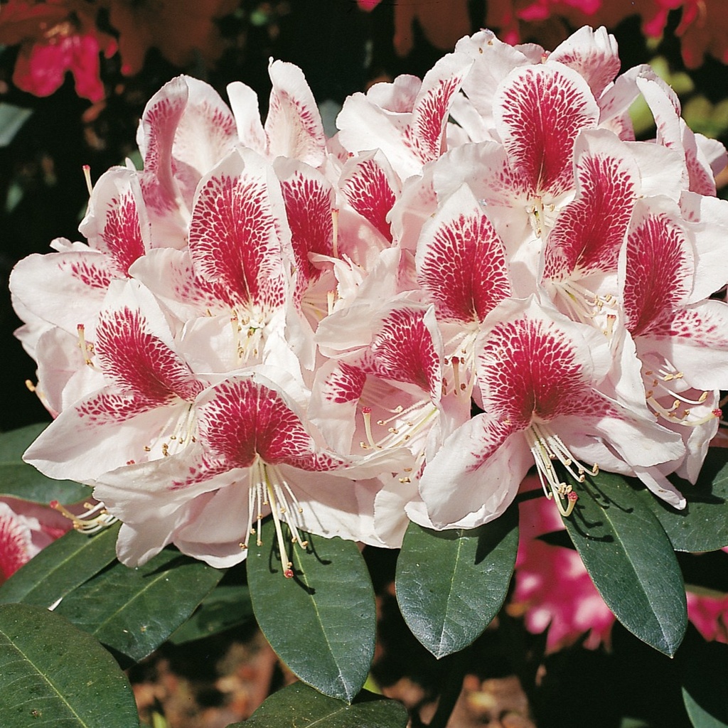 Rhododendron 'Belami'®