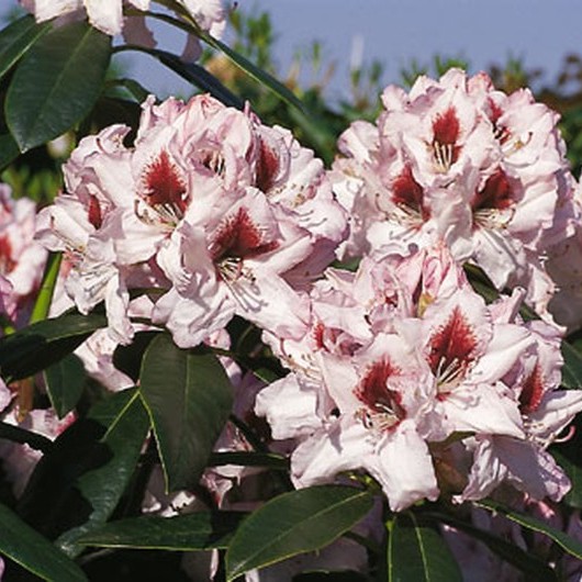 Rhododendron 'Graffito'®