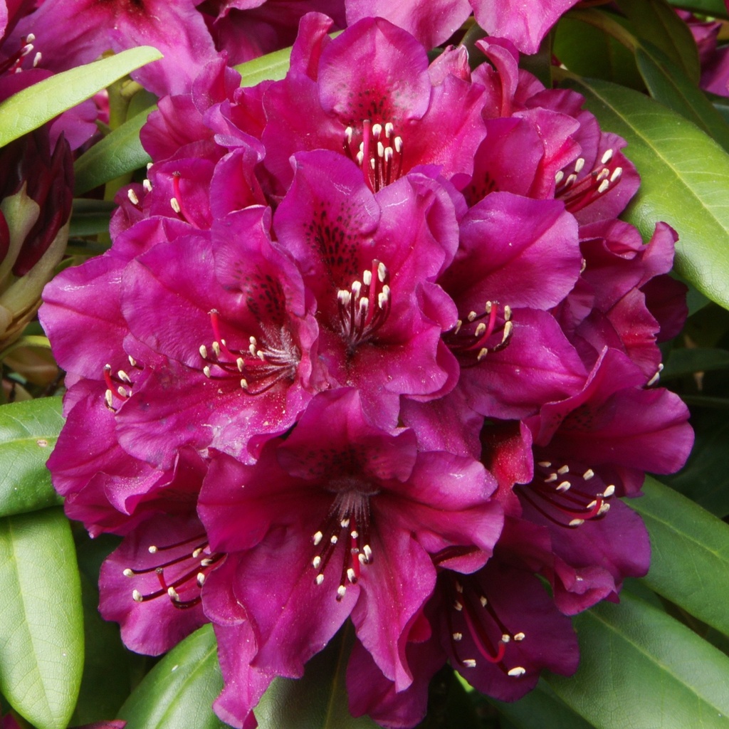 Rhododendron 'Polarnacht'