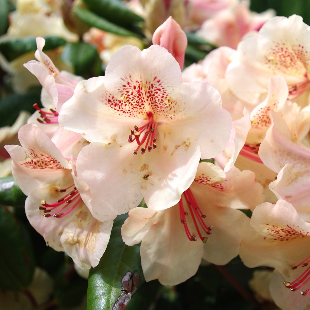 Rhododendron 'Viscy'