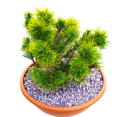 handveredelte Zwergkiefer - Pinus mugo 'Wintergold' - im Winter goldene Zwerg- Latschenkiefer 20- 25cm