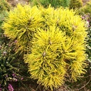 handveredelte Zwergkiefer - Pinus mugo 'Wintergold' - im Winter goldene Zwerg- Latschenkiefer