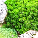 handveredelte Zwergkiefer - Pinus mugo 'Mops' - Zwerg- Latschenkiefer grün- nadelig