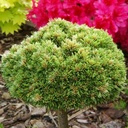 handveredelte Miniaturkiefer - Pinus mugo 'Mini' - Mini- Latschenkiefer grün- nadelig