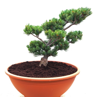 Bonsai- Japankiefer 25 Jahre alt - Pinus parviflora Compacta - Japanische Mädchenkiefer silber/grün- nadelig