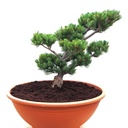 Bonsai- Japankiefer 25 Jahre alt - Pinus parviflora Compacta - Japanische Mädchenkiefer silber/grün- nadelig